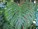 Monstera deliciosa